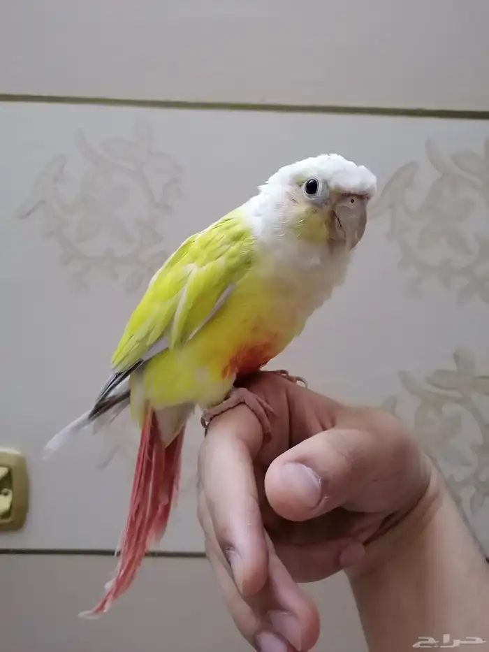 كنيور صن شيك اليف (تم البيع) 2