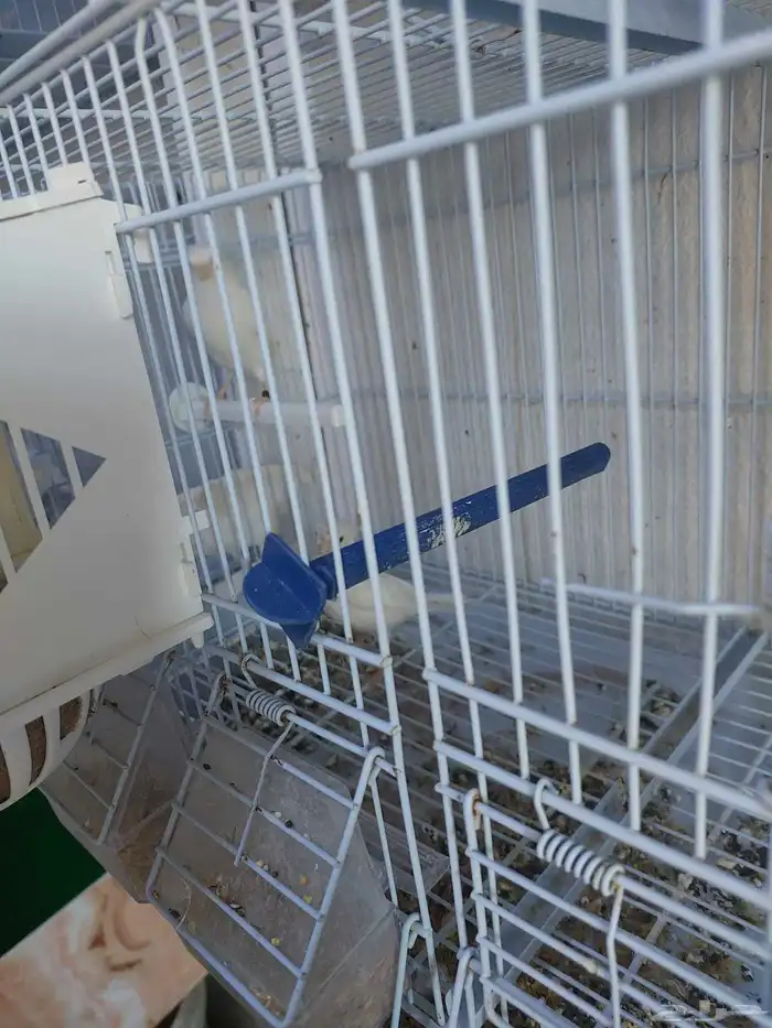 كناري للبيع 4