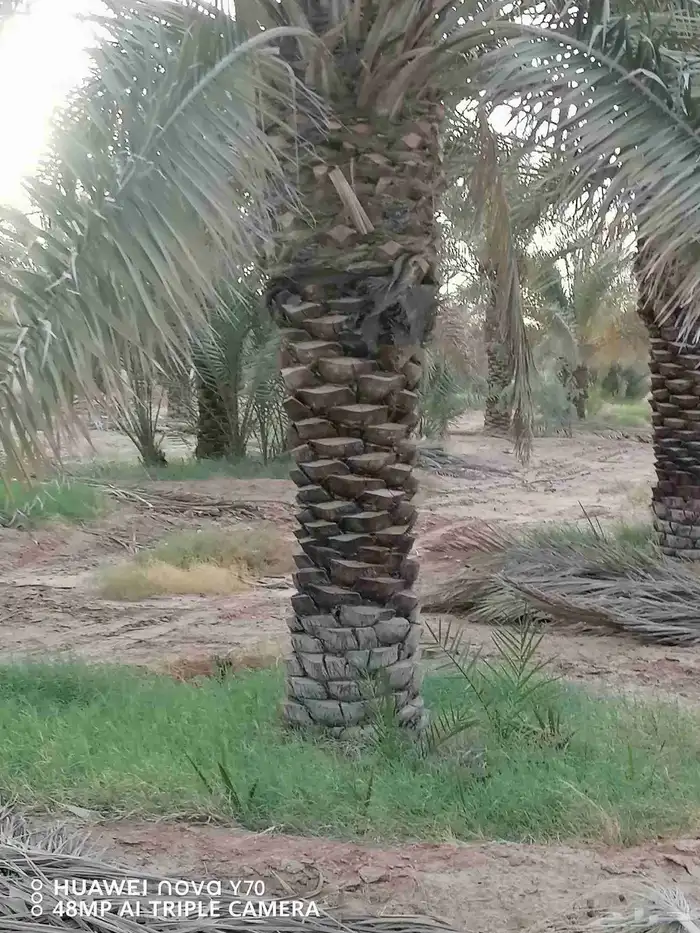 نخيل عربي مثمر للبيع جميع المقاسات والنوايع 3