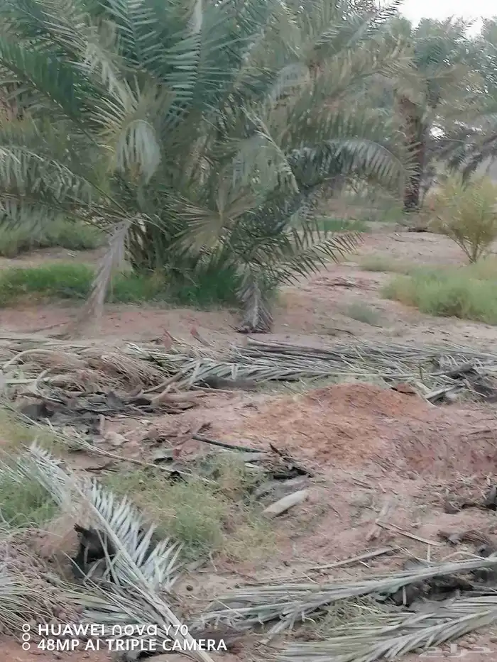 نخيل عربي مثمر للبيع جميع المقاسات والنوايع 5