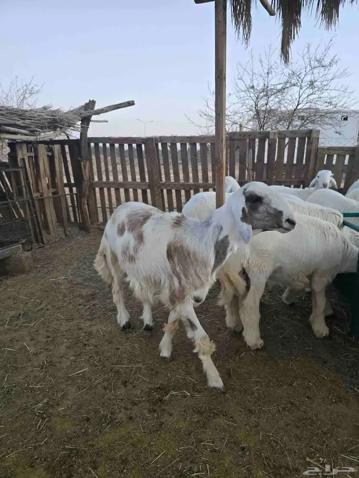 طليان للبيع 0