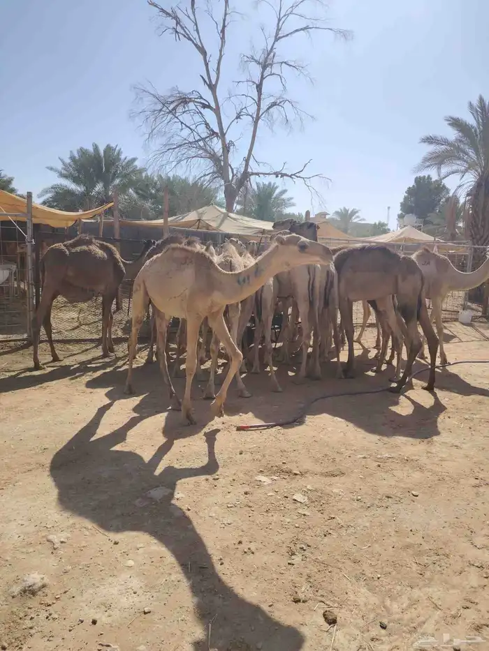 قعدان صومالية مفاريد بسعر مناسب جدا للتفريد والجملة 1