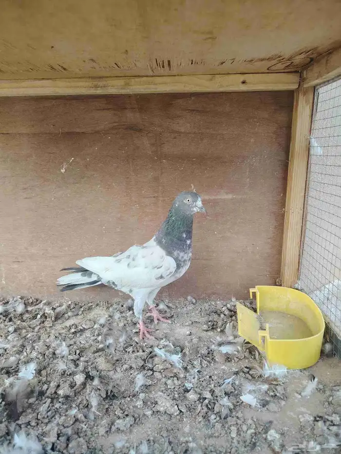 أنثى حمام باكستاني تيدي 3