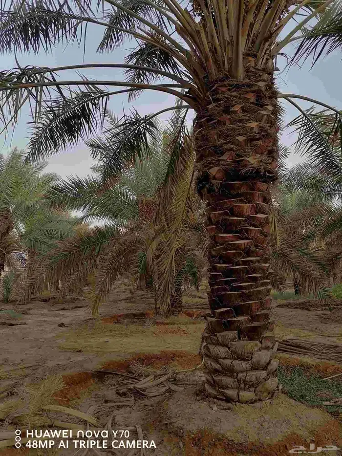 نخيل عربي مثمر للبيع جميع المقاسات والنوايع 7