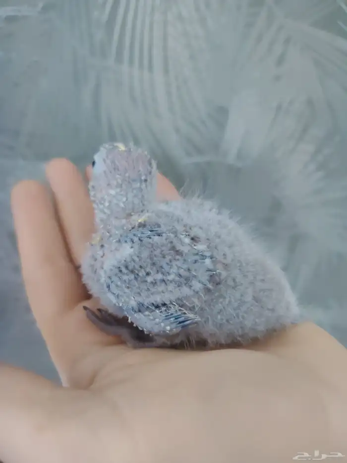 فرخ كنيور بلو شيك ((تم البيع)) 2