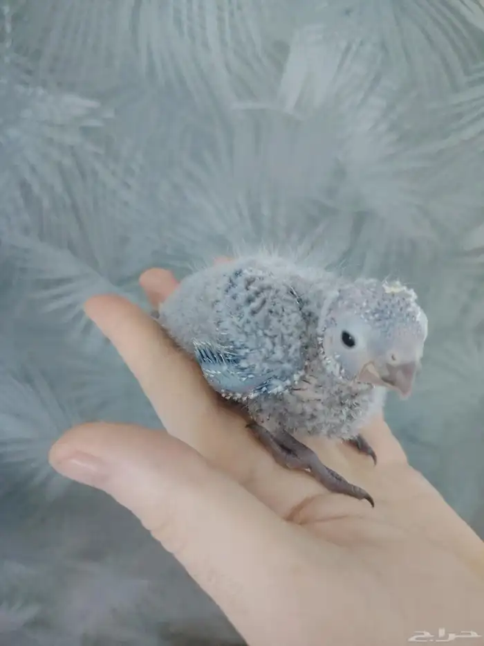 فرخ كنيور بلو شيك ((تم البيع)) 3