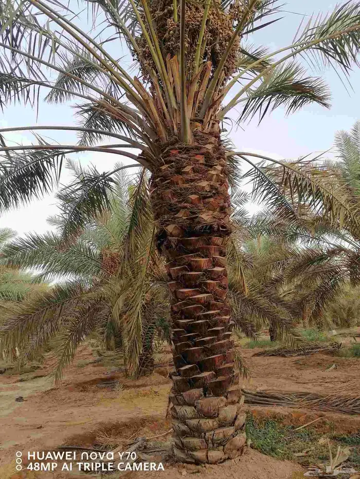 نخيل عربي مثمر للبيع جميع المقاسات والنوايع 9