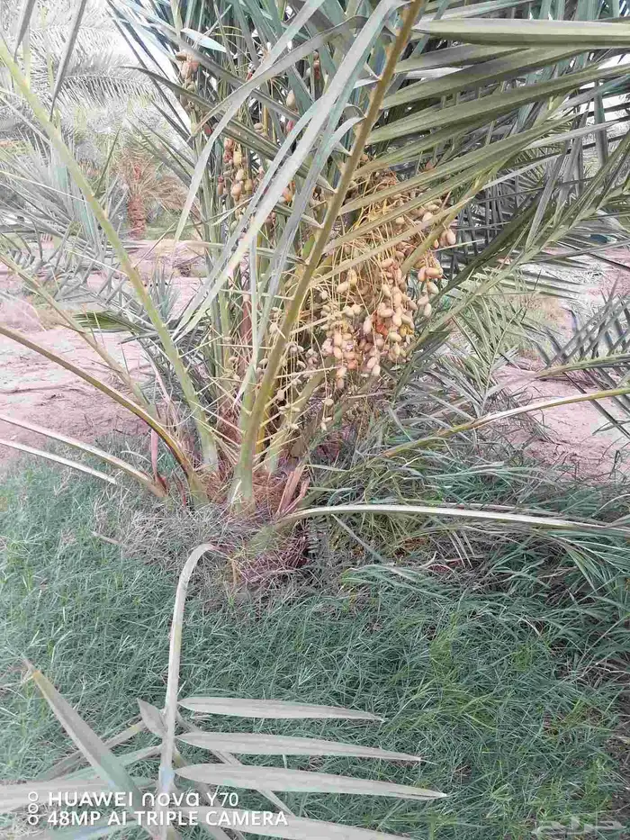 نخيل عربي مثمر للبيع جميع المقاسات والنوايع 8