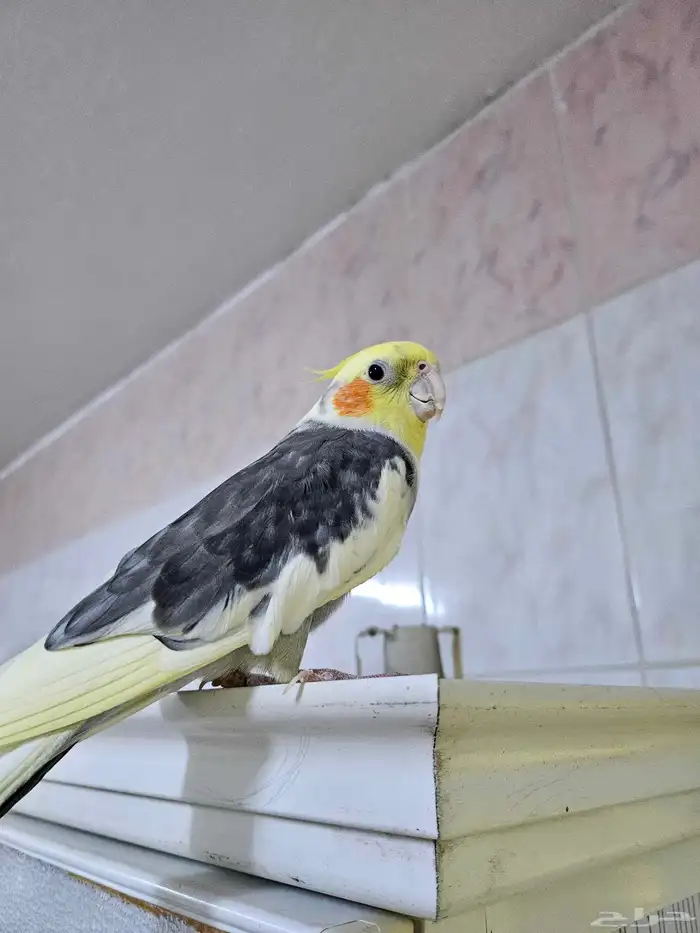 كروان ذكر اليف و بصحة جيدة 0