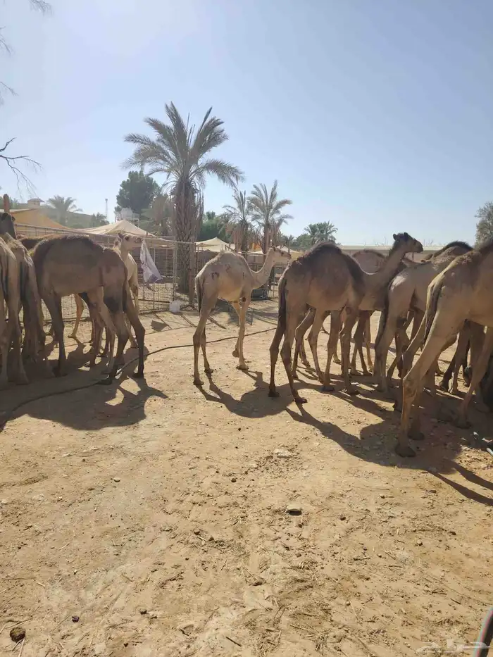 قعدان صومالية مفاريد بسعر مناسب جدا للتفريد والجملة 2