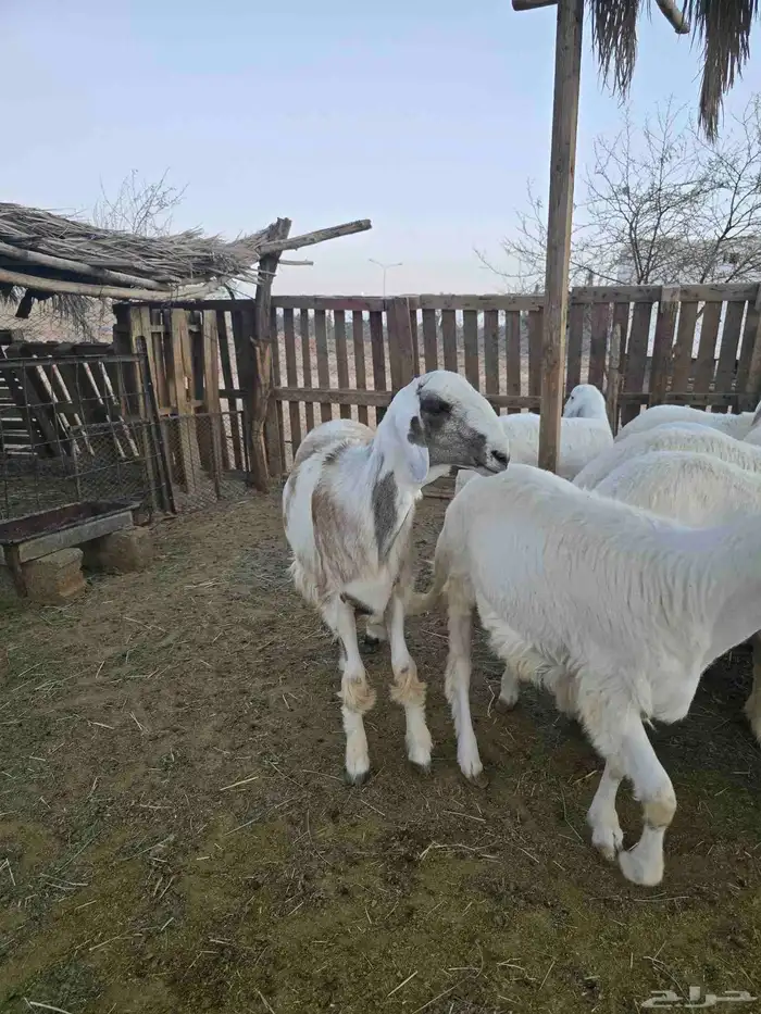 طليان للبيع 1