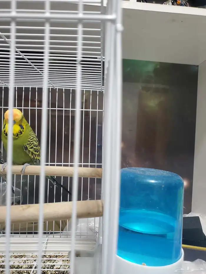 ببغاء بلاك فيس 4