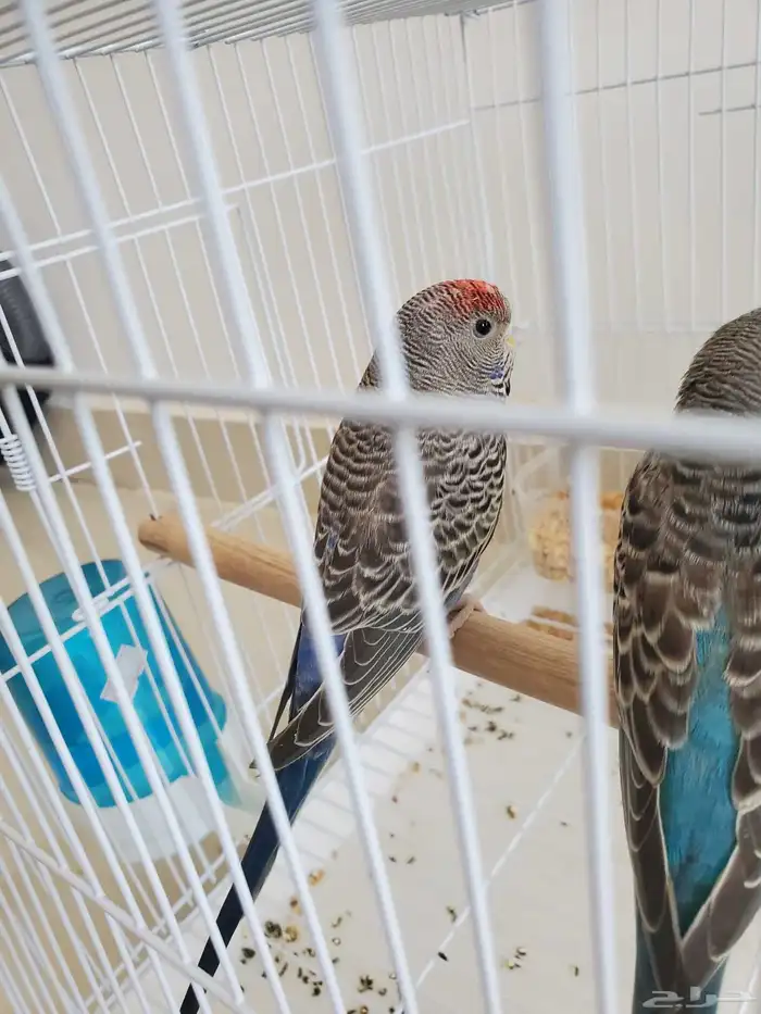 ببغاء بلاك فيس 0