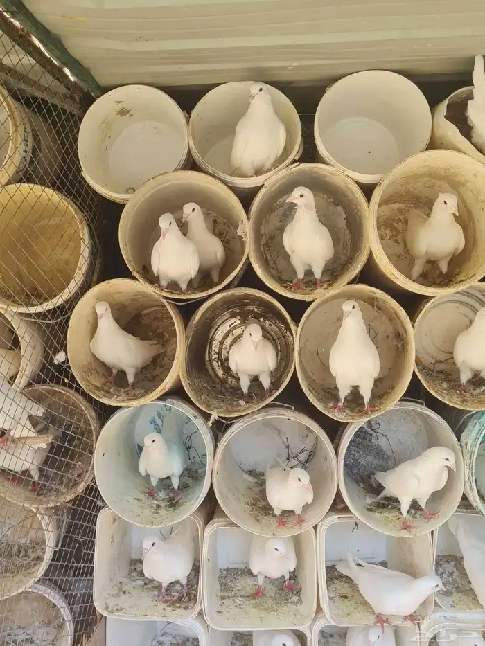 حمام فرنسي ابيض وسلفر منتج باذن الله اعمار صغيره واحجام طيبه 3
