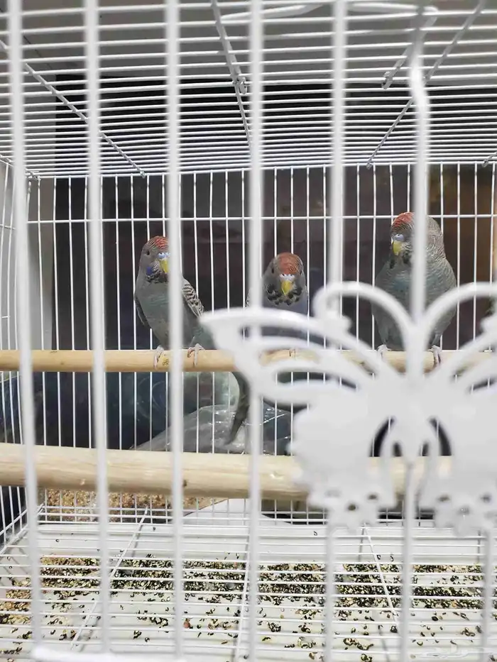 ببغاء بلاك فيس 3