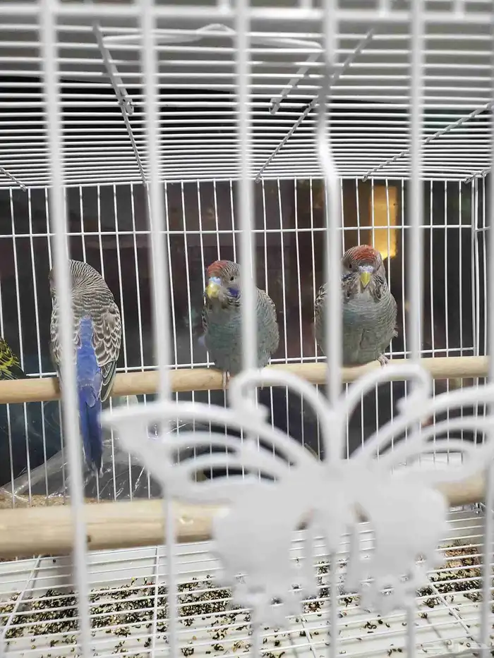 ببغاء بلاك فيس ازرق 1