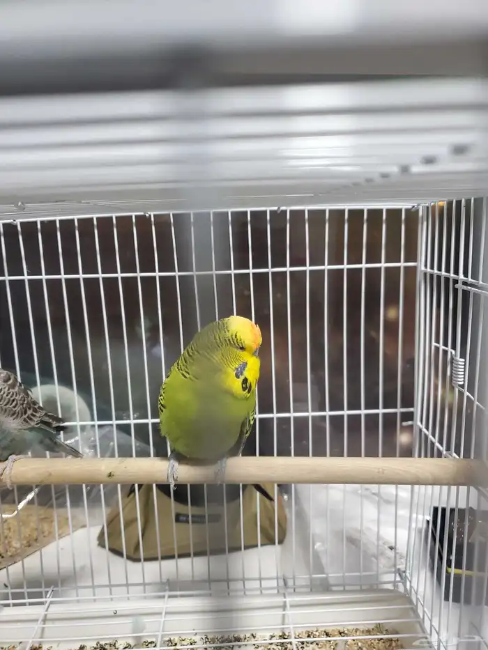 ببغاء بلاك فيس 1