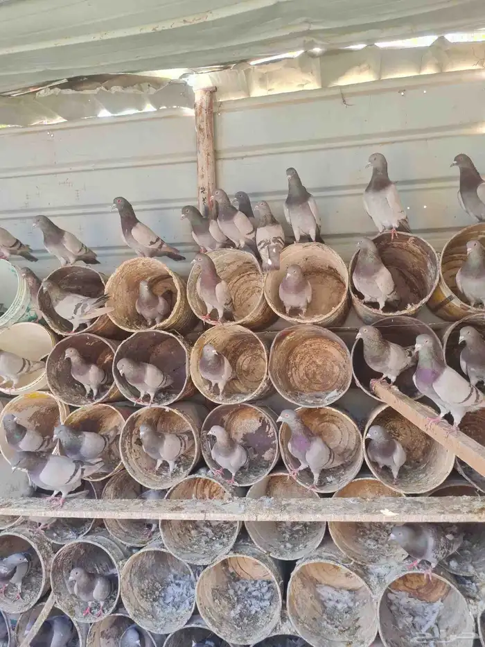حمام فرنسي ابيض وسلفر منتج باذن الله اعمار صغيره واحجام طيبه 7