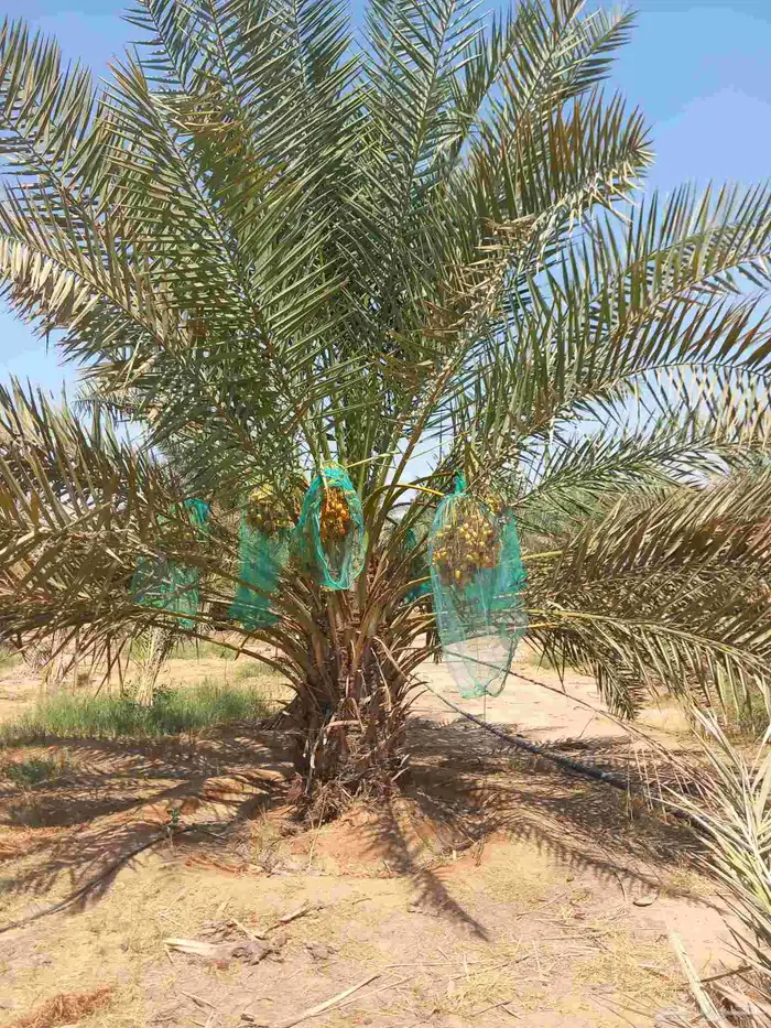 جميع انواع النخيل 6