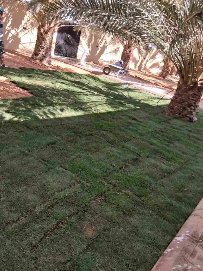 نجيل طبيعي سي 2000  ثيل سي 2000C 7