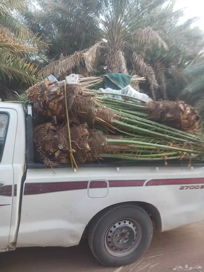 يوجد لدينا جميع انواع النخيل المثمرة وزينه 2