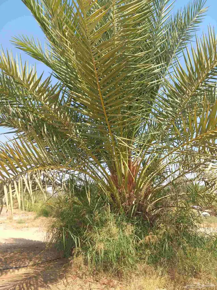 جميع انواع النخيل 8