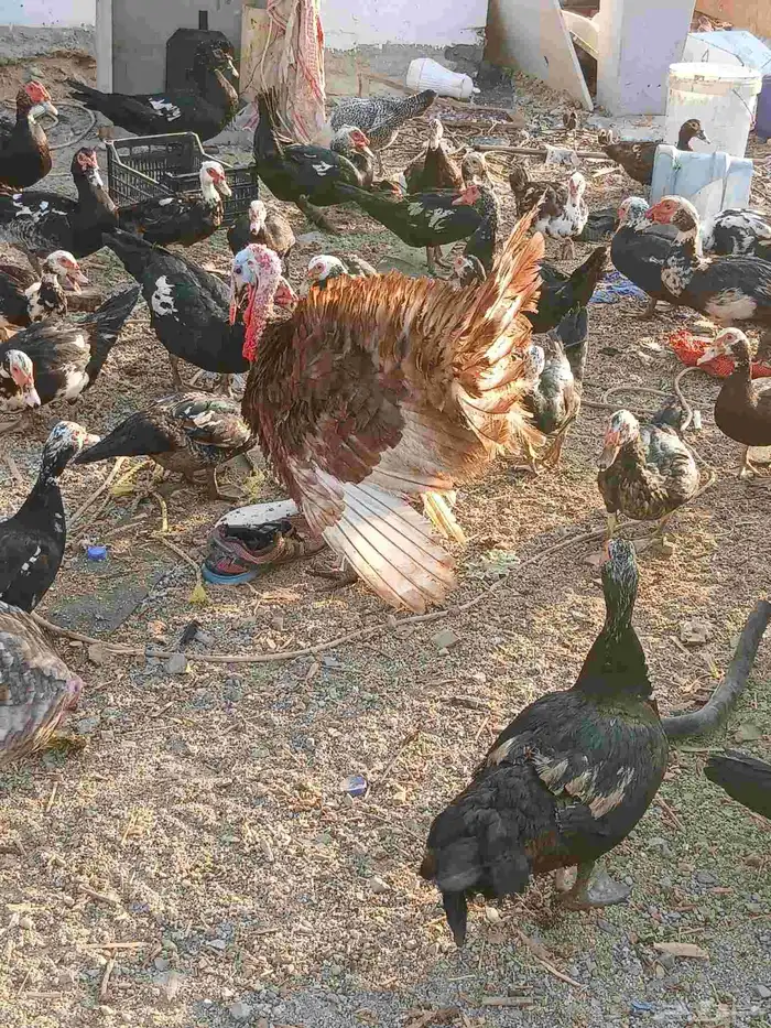 يوجد بط بلدي ماشاه الله 0