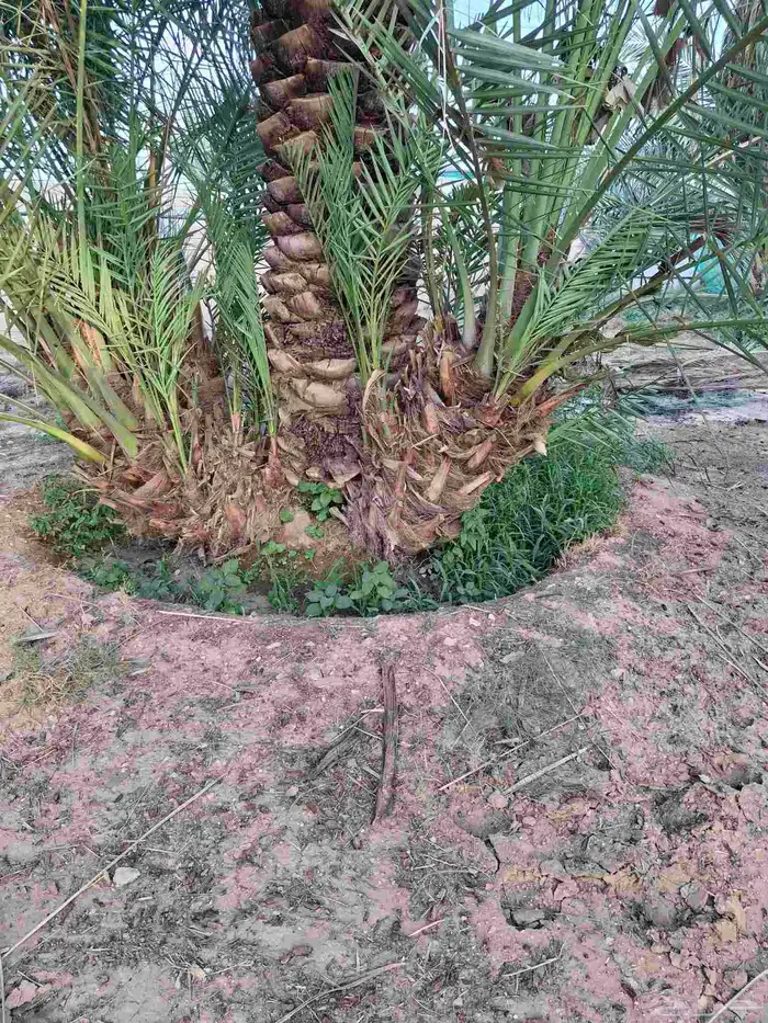 إخلاص صقعي سكري 3