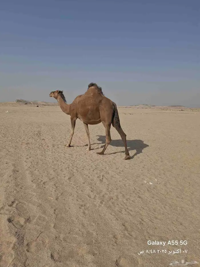 ناقه ساحليه مشروطه من جميع العذاريب 2