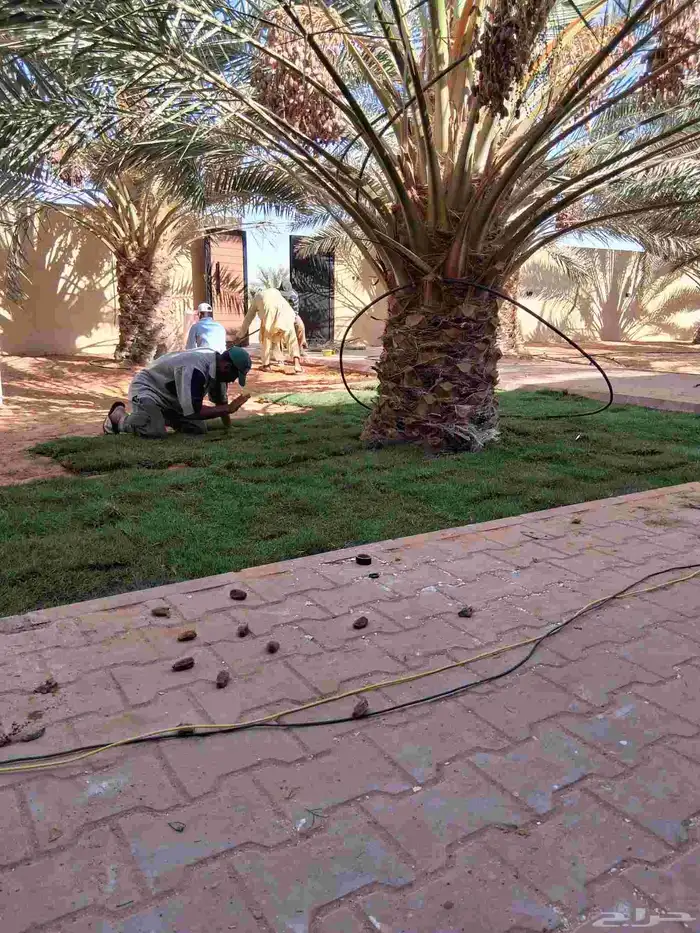 نجيل طبيعي سي 2000  ثيل سي 2000C 8