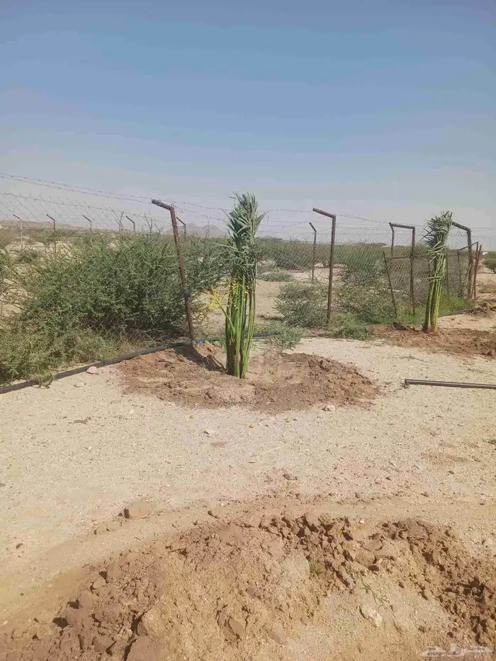 يوجد لدينا جميع انواع النخيل المثمرة وزينه 5