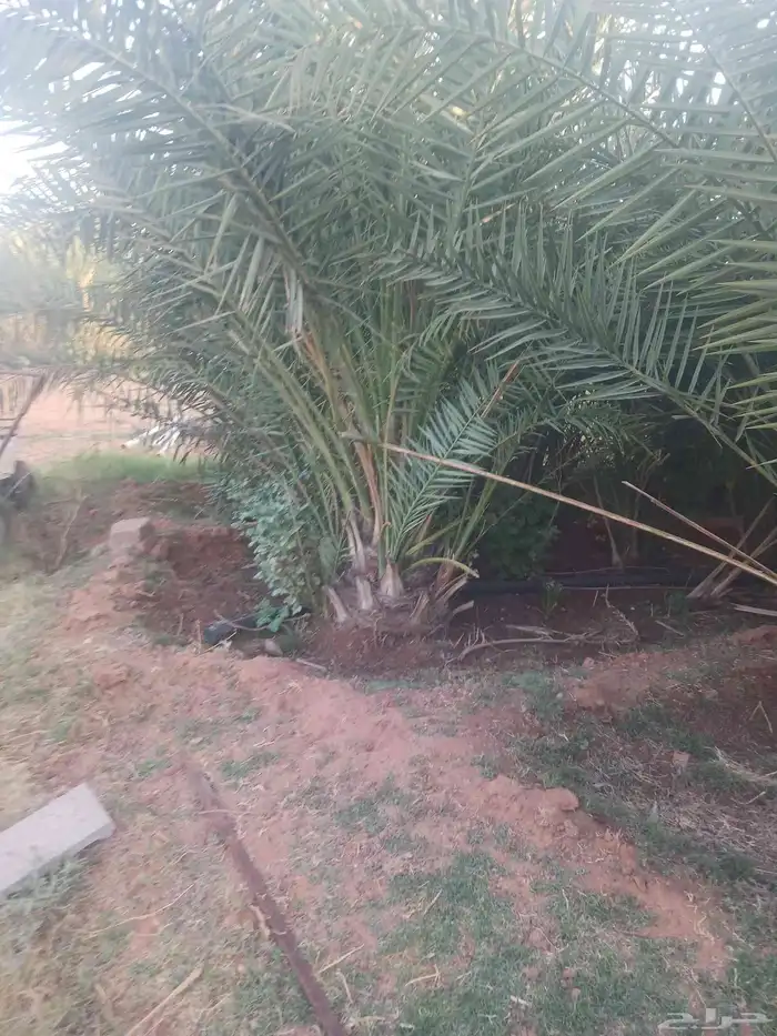 يوجد لدينا جميع انواع النخيل المثمرة وزينه 7
