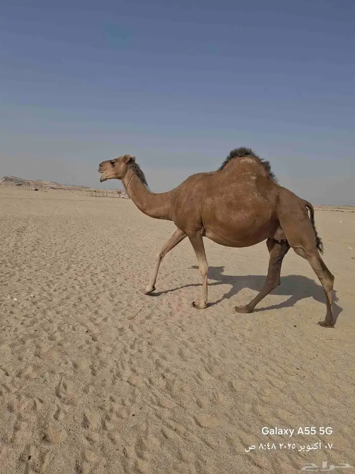 ناقه ساحليه مشروطه من جميع العذاريب 1