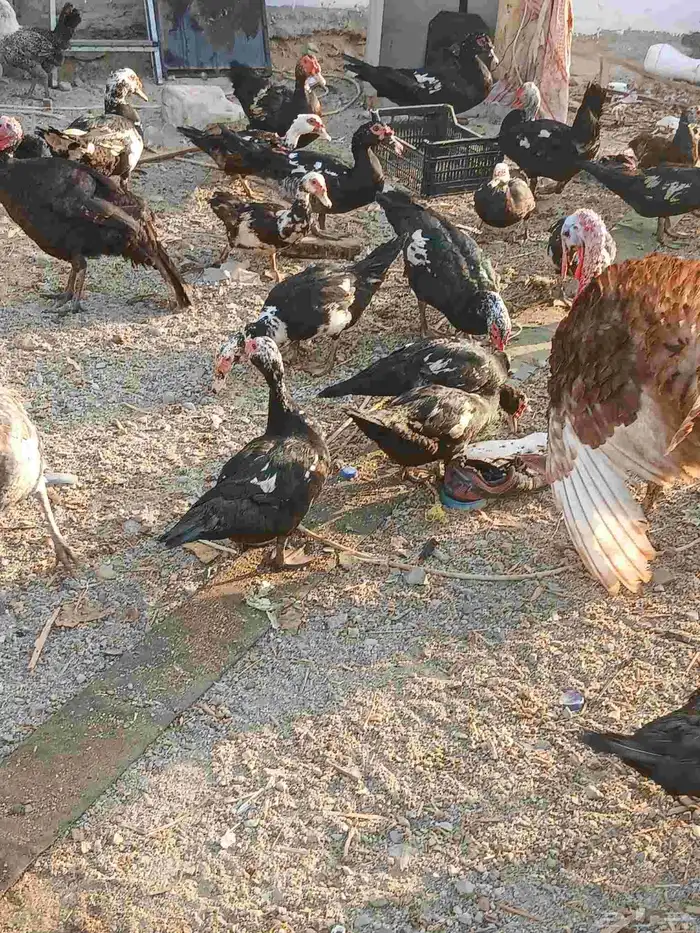 يوجد بط بلدي ماشاه الله 1