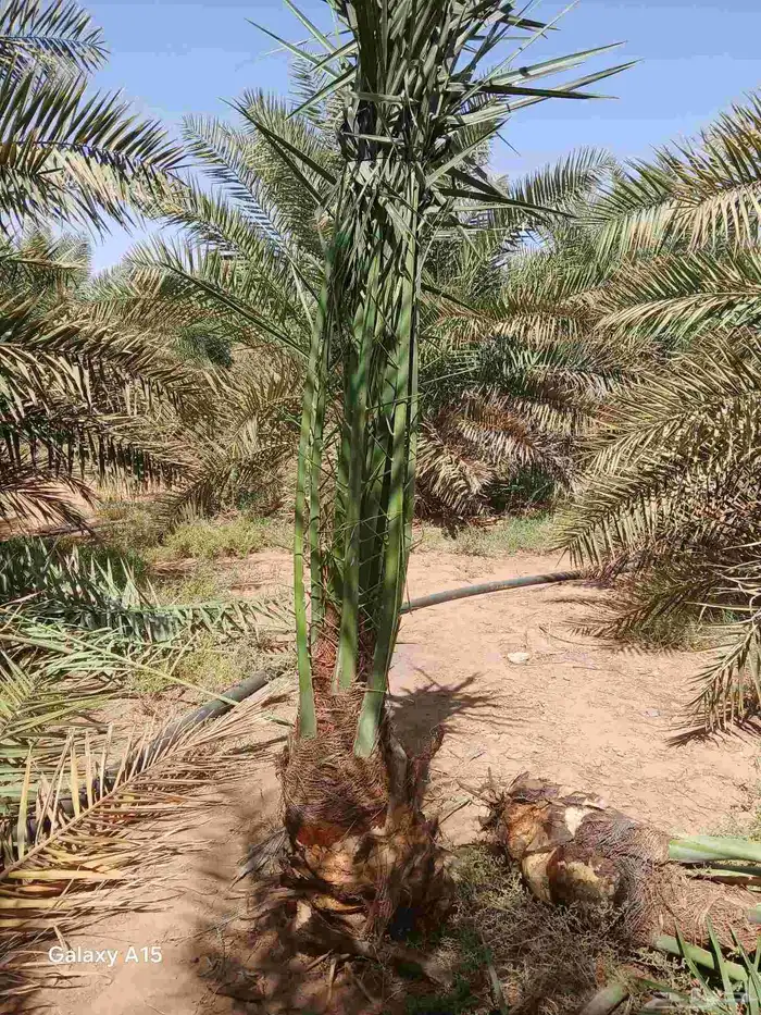 مشاءالله تبارك الرحمن نخل طيب مثمر 4