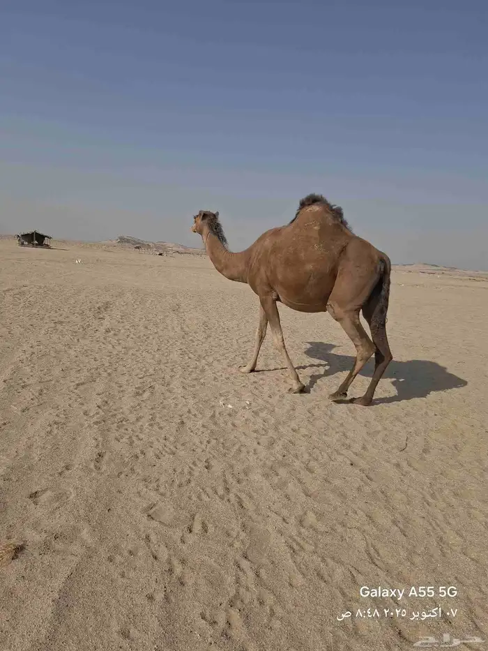 ناقه ساحليه مشروطه من جميع العذاريب 0