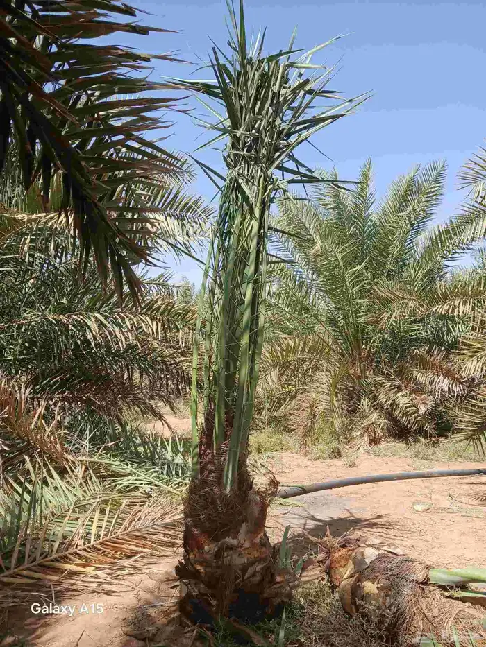 مشاءالله تبارك الرحمن نخل طيب مثمر 3