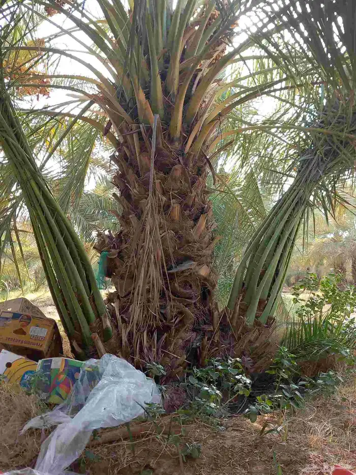 جميع انواع النخيل المثمرة وتوصيل 2
