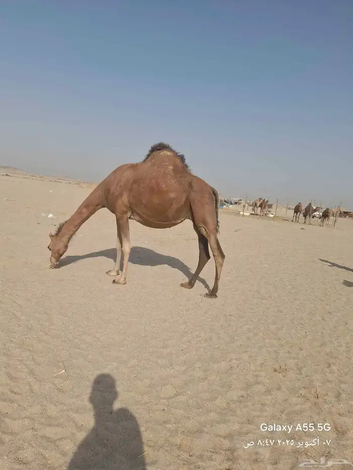 ناقه ساحليه مشروطه من جميع العذاريب 4