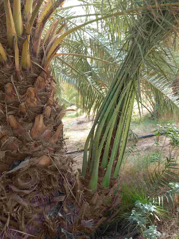 جميع انواع النخيل المثمرة وتوصيل 1