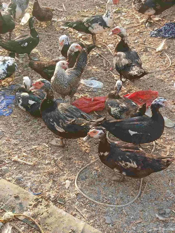 يوجد بط بلدي ماشاه الله 4