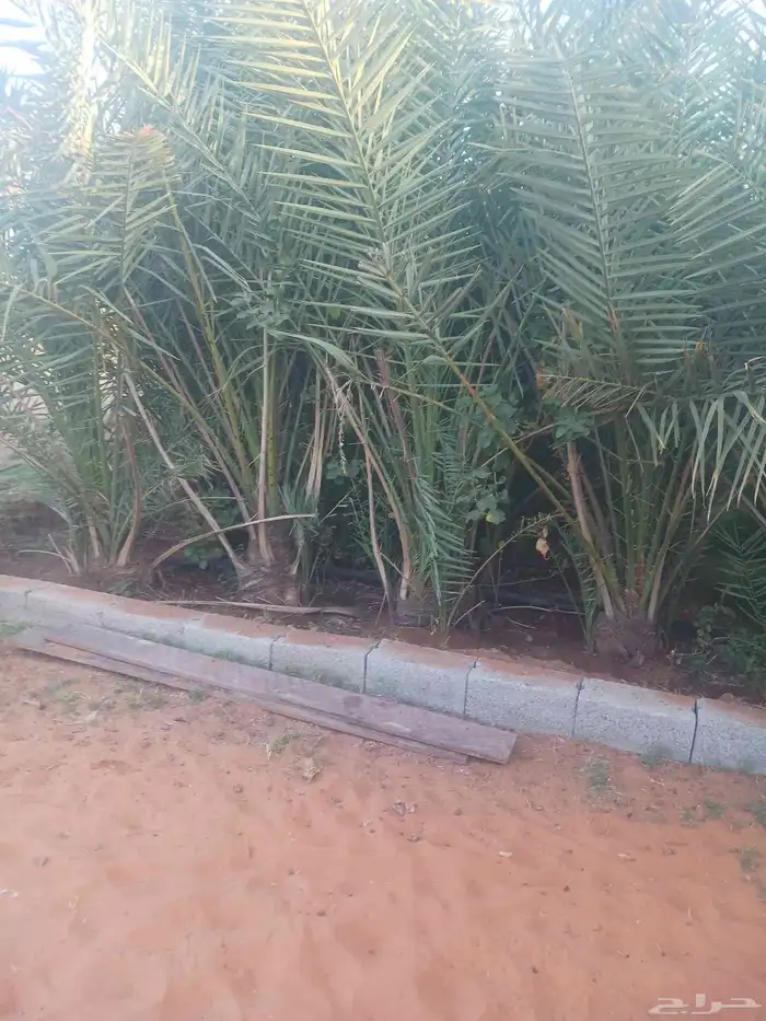 يوجد لدينا جميع انواع النخيل المثمرة وزينه 8