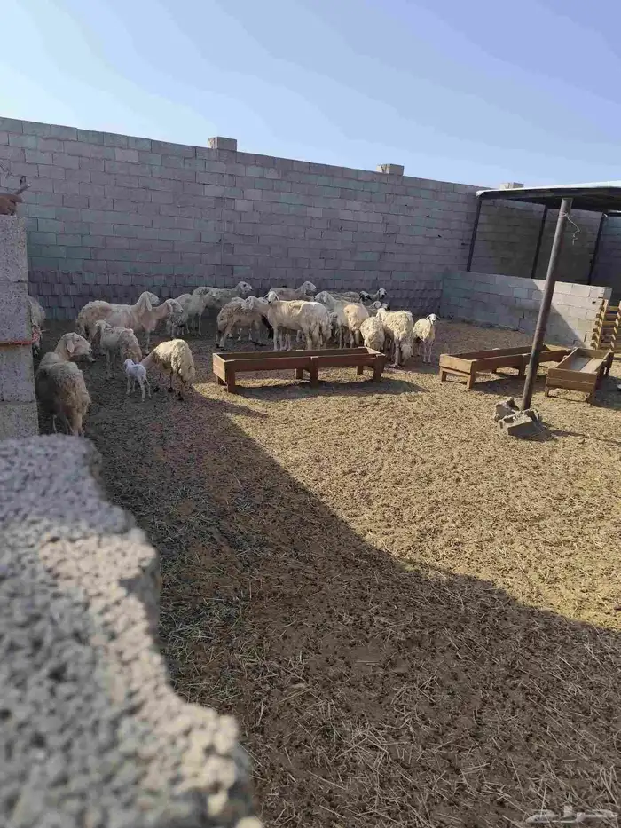 28راس غنم دفع و6صغارللبيع 0