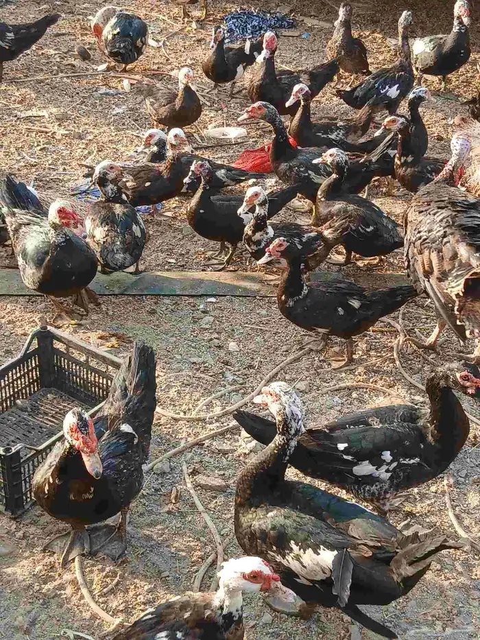يوجد بط بلدي ماشاه الله 5