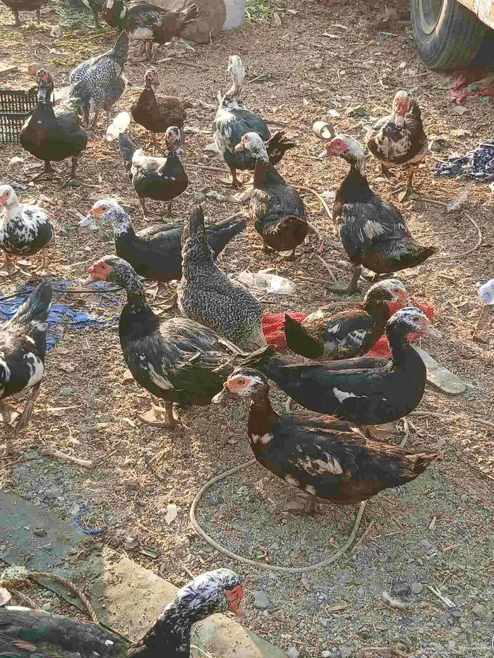 يوجد بط بلدي ماشاه الله 3