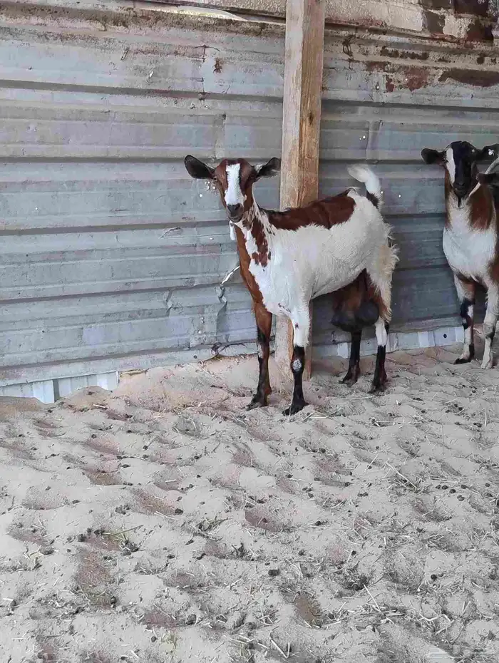 عنز مشروكه 0