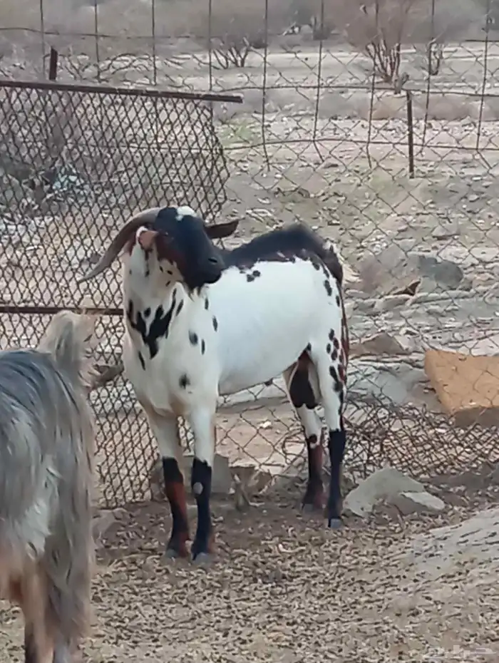 تيس رباع 2