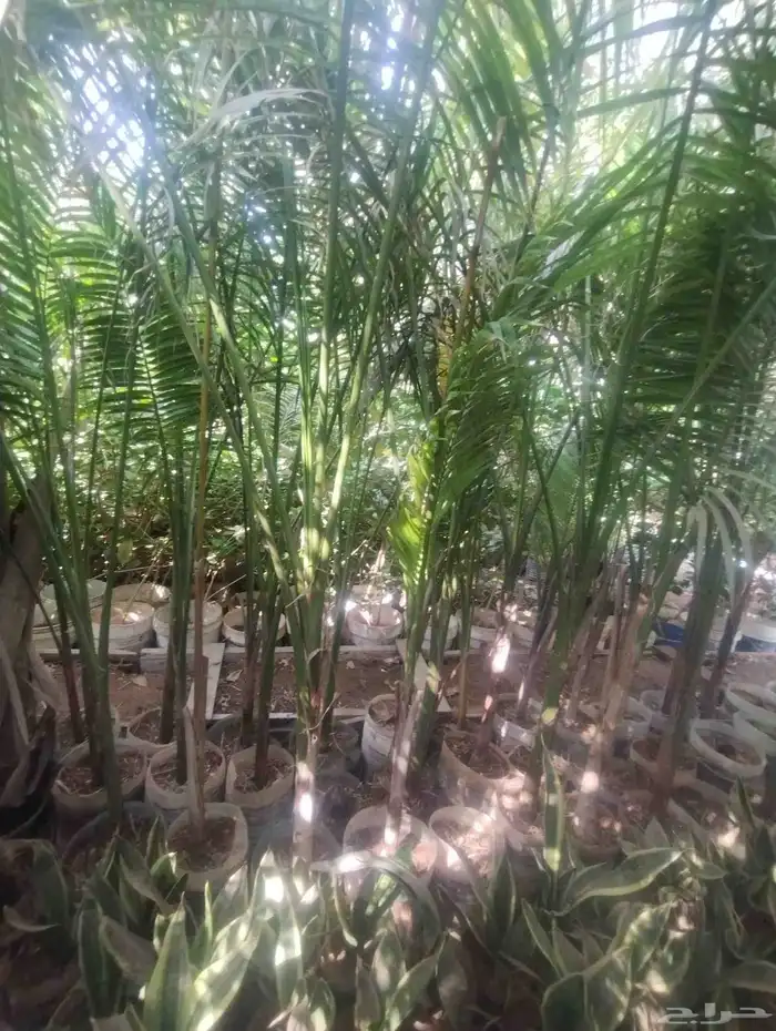 بيع شجرة نخل ملوكي جمله 40   فقط 3