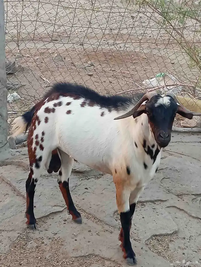 تيس رباع 1