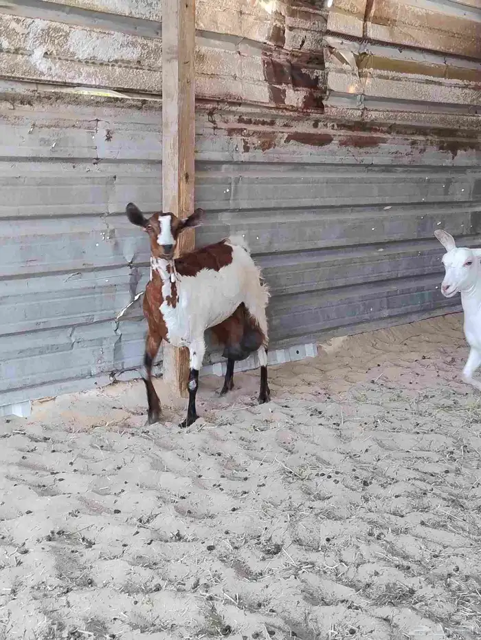 عنز مشروكه 1